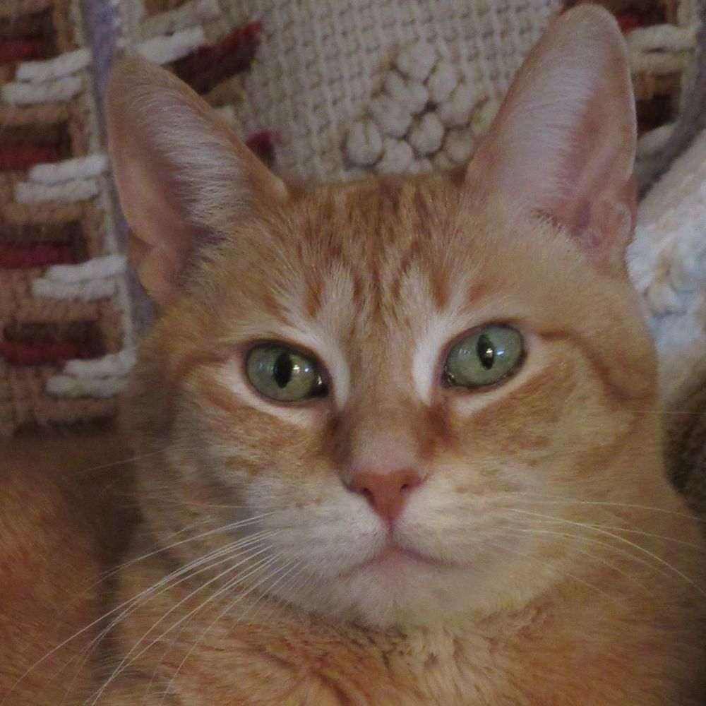 Meet your Posher, Deborah